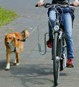 Fahrrad-Führhalter Doggy Guide