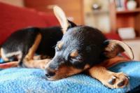<a href="das-passende-hundebett-fuer-einen-erholsamen-schlaf-finden.html" title="Das passende Hundebett für einen erholsamen Schlaf finden, was es beim Kauf zu beachten gilt">Das passende Hundebett für einen erholsamen Schlaf finden</a>