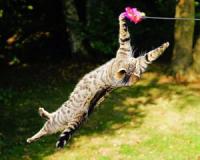 <a href="cat-agility-fitness-fuer-katzen.html" title="Cat Agility - Fitness für Katzen">Cat Agility, Fitness für Katzen</a>