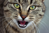 <a href="was-tun-wenn-die-katze-nachts-schreit.html" title="Was sind die Ursachen wenn die Katze nachts schreit, was tun?">Was tun wenn die Katze nachts schreit</a>